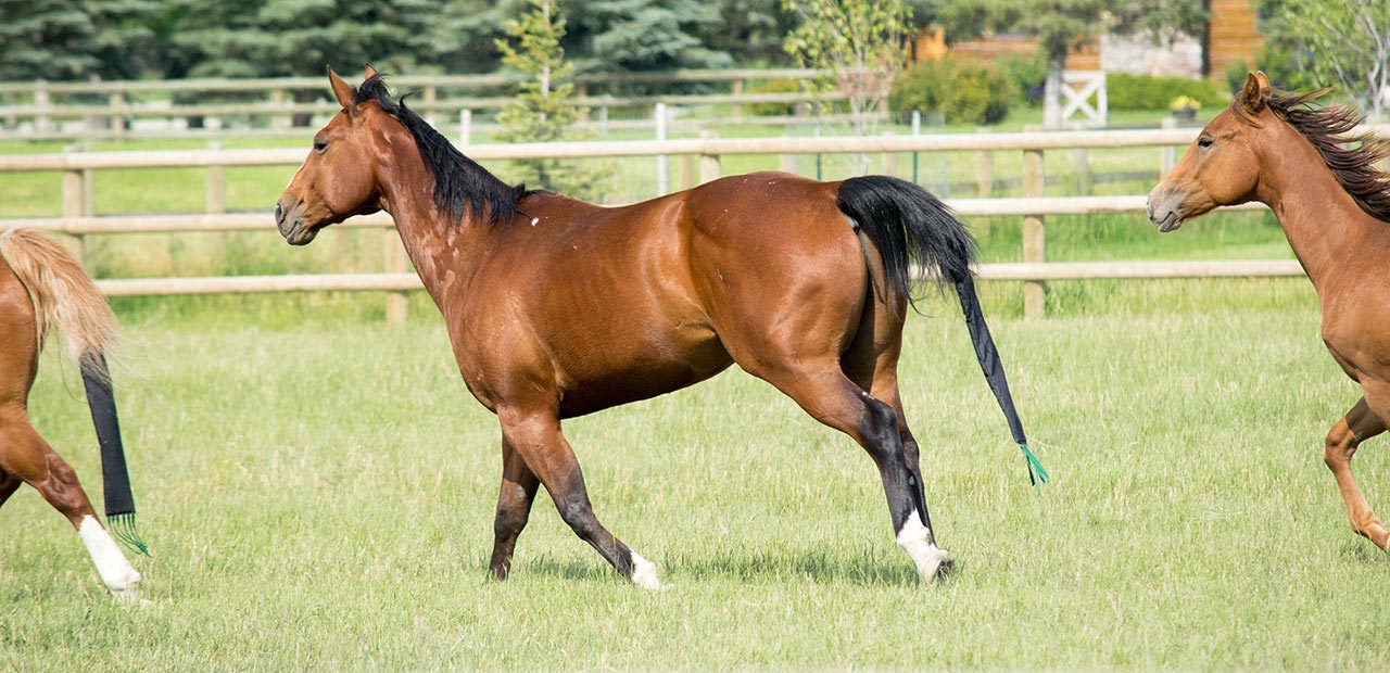 Horses galloping in a field